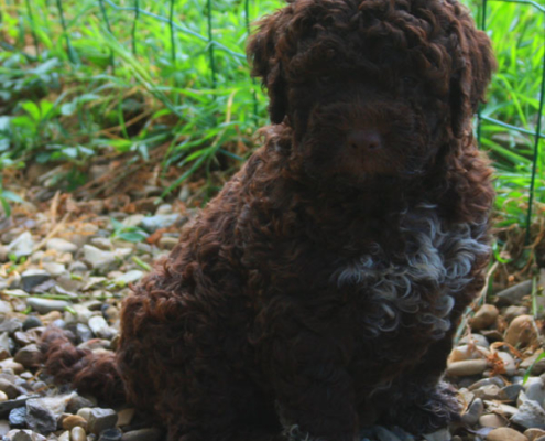 allevamento Lagotto romagnolo Piemonte