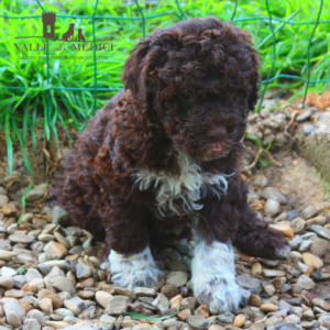 origini lagotto romagnolo