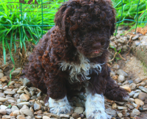 origini lagotto romagnolo