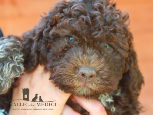 lagotto romagnolo