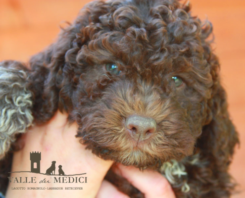 lagotto romagnolo