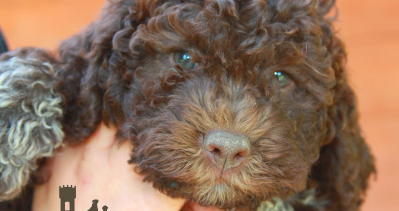 lagotto romagnolo