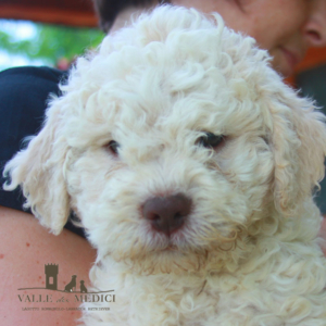 cura lagotto romagnolo