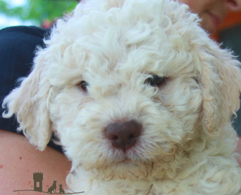 cura lagotto romagnolo