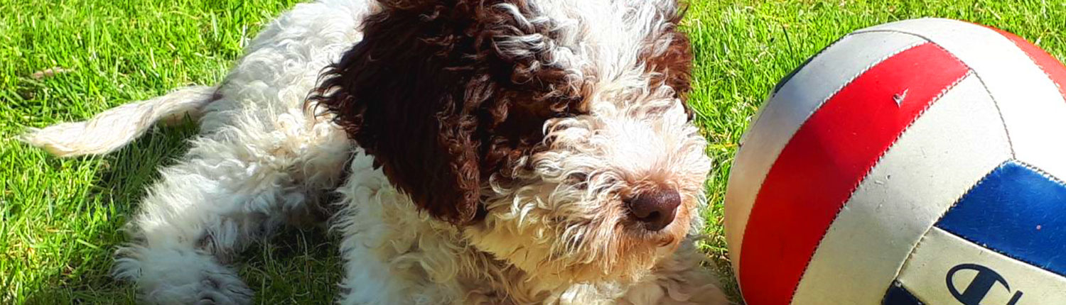 cane lagotto