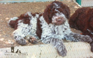 cucciolo lagotto rompagnolo prezzo