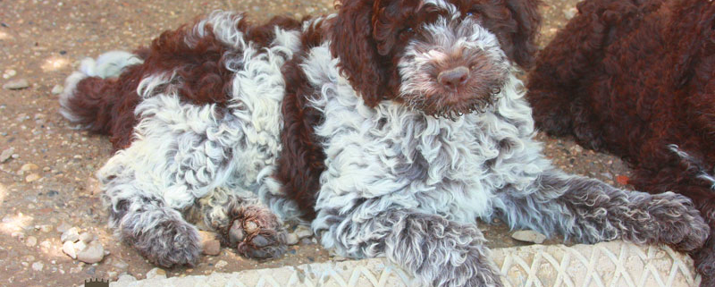 lagotto romagnolo puppies