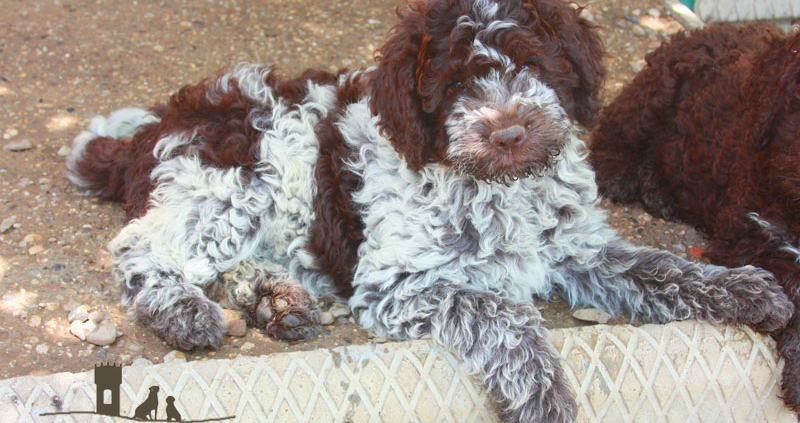 cucciolo lagotto rompagnolo prezzo