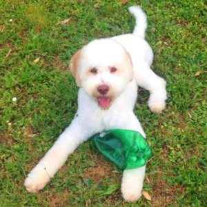 lagotto bianco