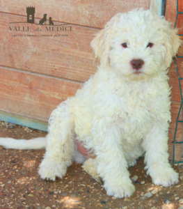 esposizioni lagotto romagnolo