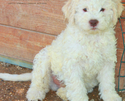 esposizioni lagotto romagnolo