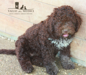 colori lagotto romagnolo