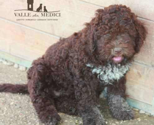 colori lagotto romagnolo