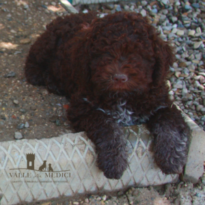 lagotto romagnolo acqua