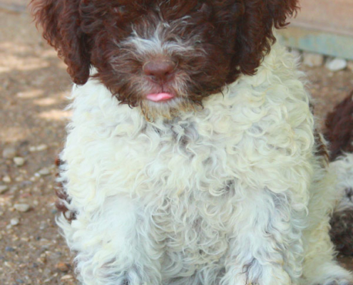 lagotto romagnolo perde pelo