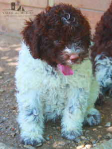 lagotto perde pelo