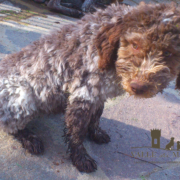 saetta amore lagotto