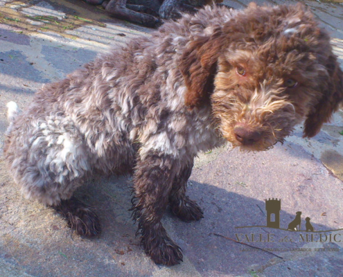 saetta amore lagotto