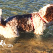 Come e quando lavare il Lagotto Romagnolo