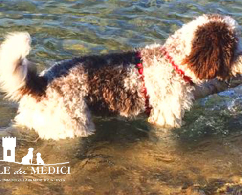 Come e quando lavare il Lagotto Romagnolo