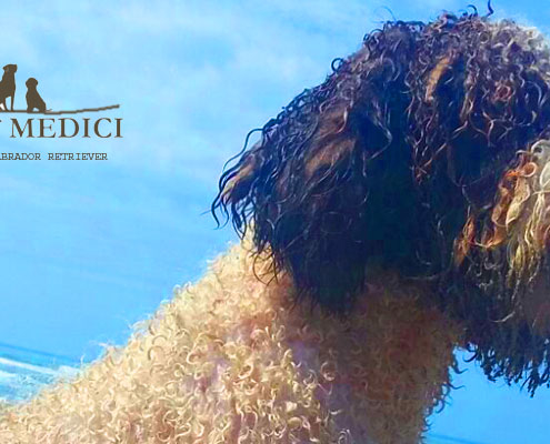 La pulizia delle orecchie Lagotto Romagnolo