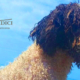 La pulizia delle orecchie Lagotto Romagnolo