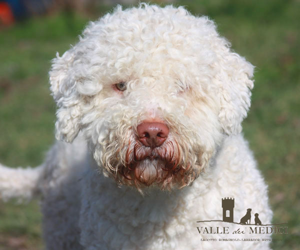 accoppiamenti maschio lagotto romagnolo stallone