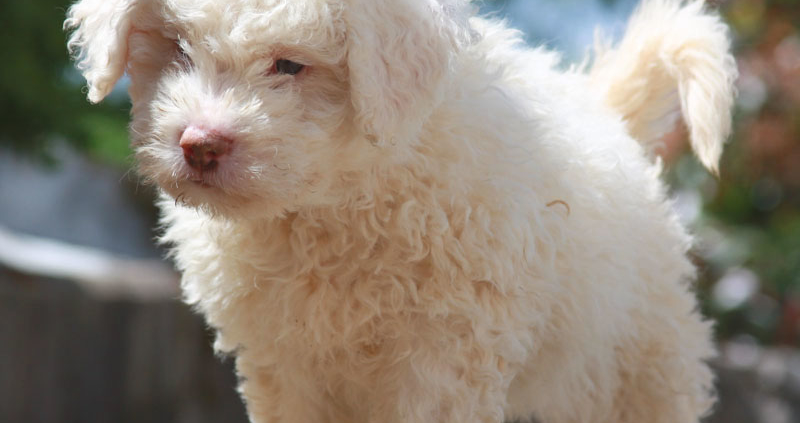 allevamento lagotto romagnolo contatti