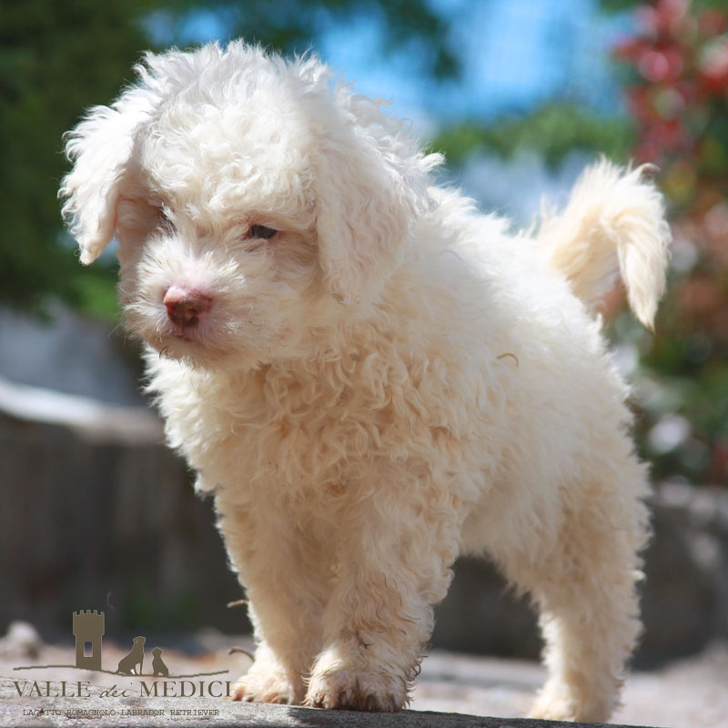 allevamento lagotto romagnolo contatti