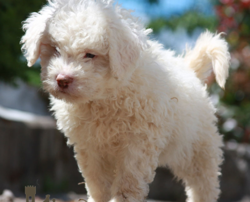 approfondimenti lagotto romagnolo razza