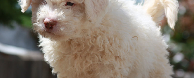 approfondimenti lagotto romagnolo razza