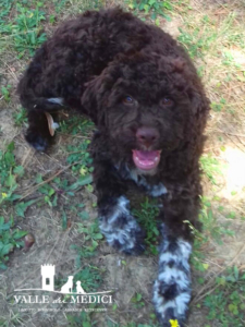 lagotto