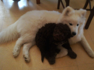 lagotto altri animali