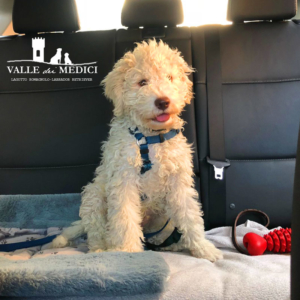 lagotto romagnolo