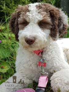 lagotto romagnolo veneto