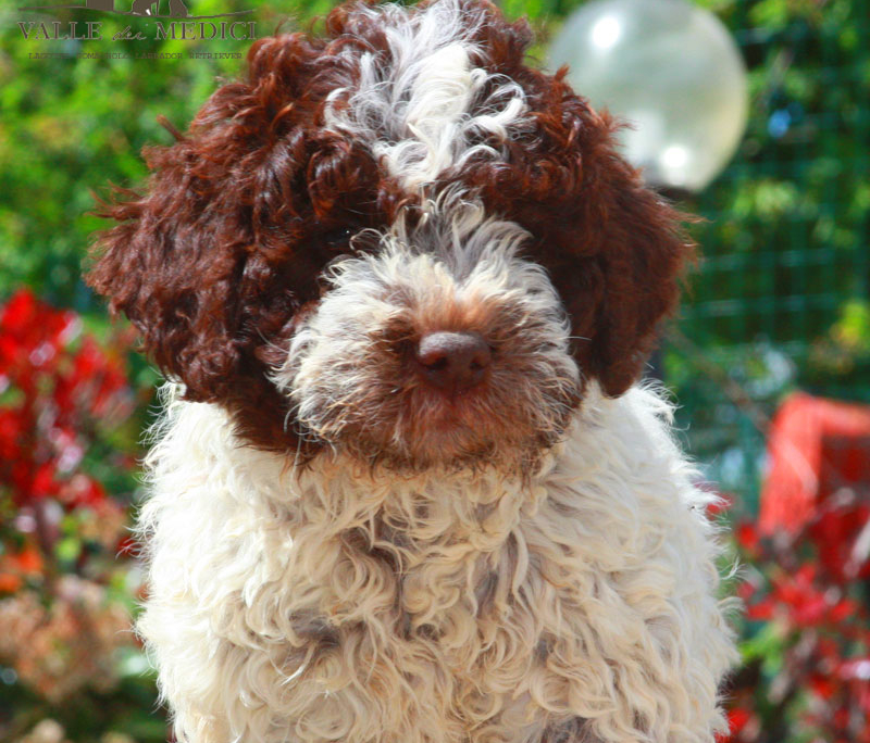 selezione lagotto romagnolo