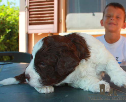 adottare cucciolo lagotto cimabue