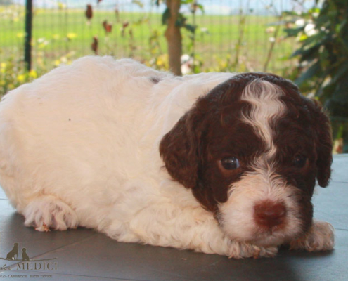 adottare lagotto romagnolo olimpica