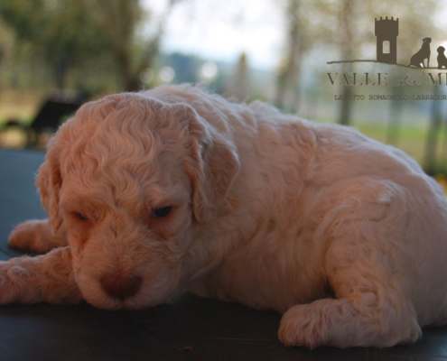 adozione cucciolo lagotto clasio