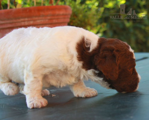 adozione lagotto cosimo