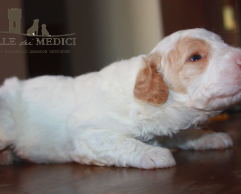 allevamento lagotto romagnolo lucy