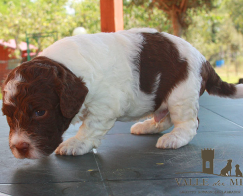 amore lagotto cosimo