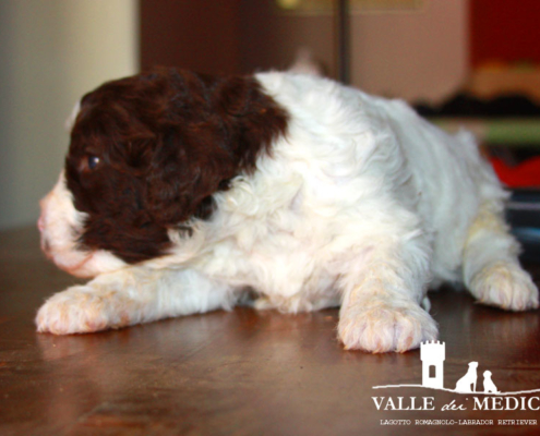 carattere lagotto romagnolo charly