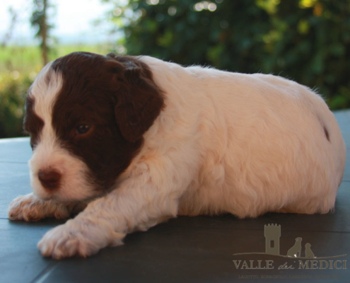 caratteristiche lagotto cimabue