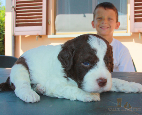 caratteristiche lagotto romagnolo cimabue