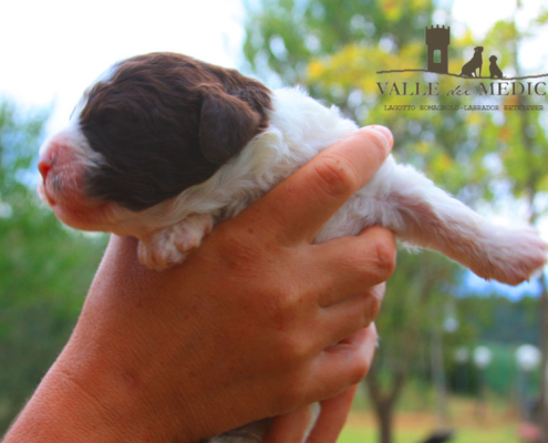 charly razza lagotto romagnolo