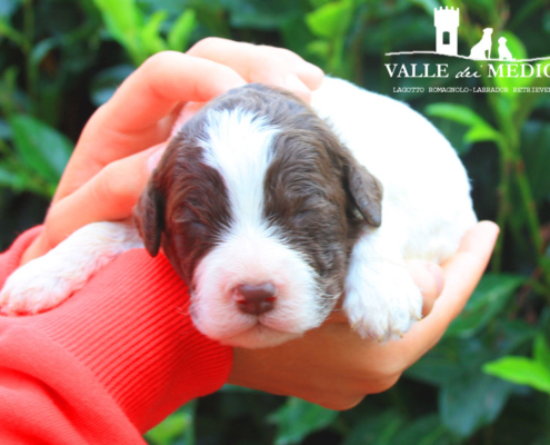 cimabue cucciolo lagotto