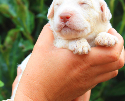 clasio lagotto bianco