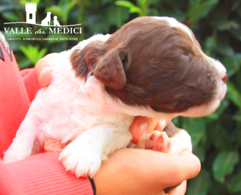 cane lagotto