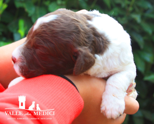 cosimo lagotto cane